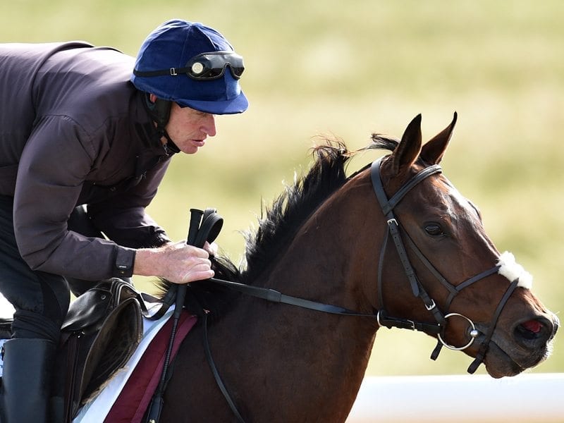 Heartbreak City is seen during trackwork at Werribee racecourse