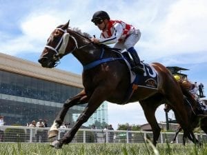 Two Caulfield runners for Phillip Stokes with Eclair Calling & Trogir