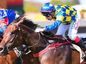 Tarzan to keep momentum going at Doomben