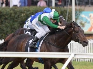 Shinn returns to trackwork after injury