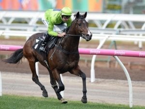 Royal Symphony ruled out of Autumn Carnival through injury