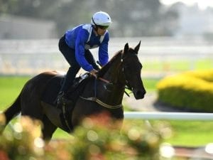 Evergreen Winx a supreme athlete: Bowman