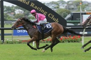 Hillis hoping for Karaka Million fairytale