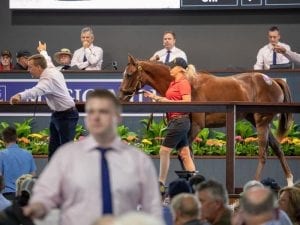 Buoyant start to Magic Millions sale