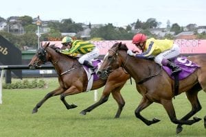 Oaks still a longshot for Collett fillies