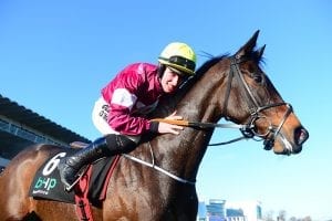 Gordon Elliott hoping Apple’s Jade can seize Champion Hurdle chance