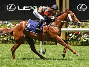 Free Of Debt earns his Blue Diamond chance