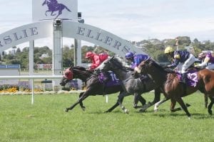 El Soldada at Ellerslie