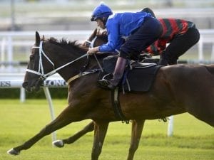 Winx ready to take off in Apollo Stakes