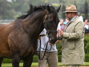 Black Caviar