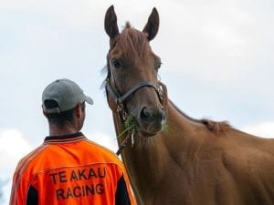 Gingernuts arrives home in New Zealand