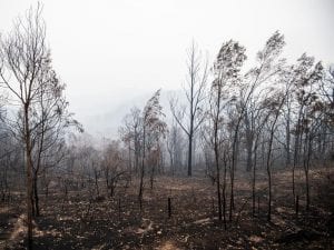 ATC Bushfire donations