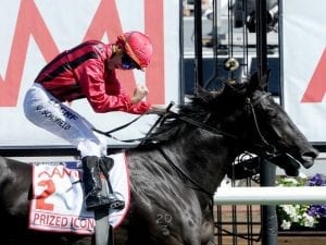 Prized Icon to stand at Kooringal Stud