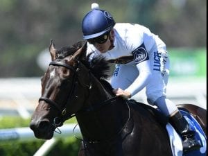 She Will Reign's Oakleigh Plate weight issue