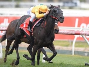 Ronnie Stewart Melbourne bound for Savanna Amour in Oakleigh Plate.