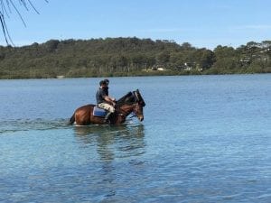 Change of scene to Matt Dale's Moruya stables to spark Fell Swoop