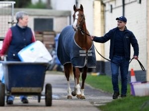 BHA to make late call on UK races amid flu