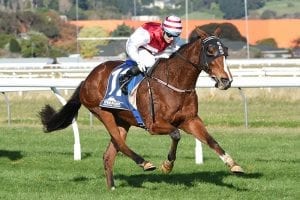 Ladies First ready to kick off Sydney Cup campaign