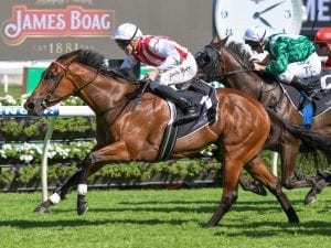 Shoals scratched from Oakleigh Plate