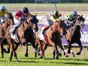 Material Man begins Melbourne prep in Orr