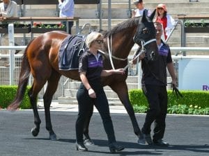 Winx pleases in simulated private Randwick race