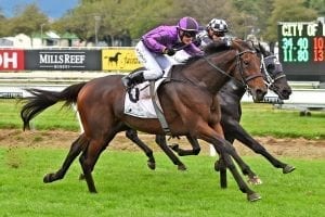 Sampson in flight at Manawatu