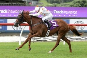 Astor wins Mufhasa Fasttrack Stakes at Ellerslie