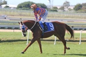 Bodega Negra headed to Toowoomba Cup