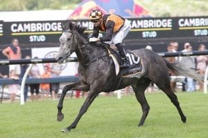 Dual NZ Group One winner ready for Sydney