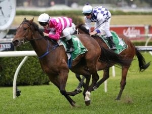 Dixie Blossoms on track for winning return