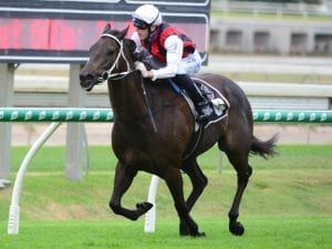 Runaway winner Mr Marbellouz after gold