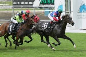 Lock considering taking Honneur Noir across the Tasman