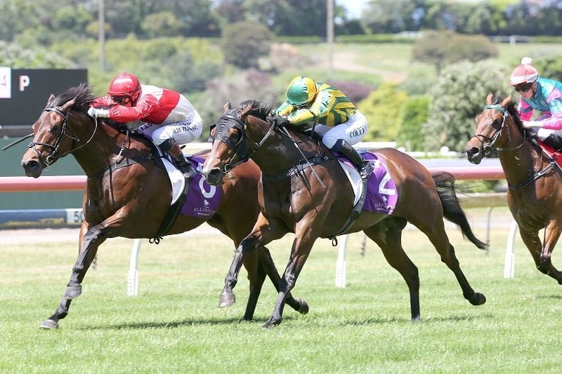 High hopes for Te Teko-bound filly