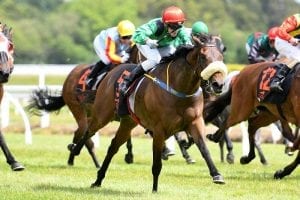 Manawatu swansong for Let Her Rip