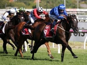 Avilius to bounce back in G1 Ranvet Stakes