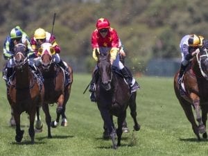 Auvray earns call-up for Trancred Stakes