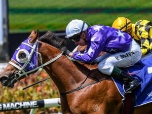 Rain to boost Fiesta's Golden Slipper bid