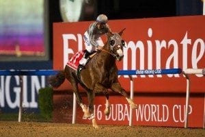 California Chrome wins the Dubai World Cup