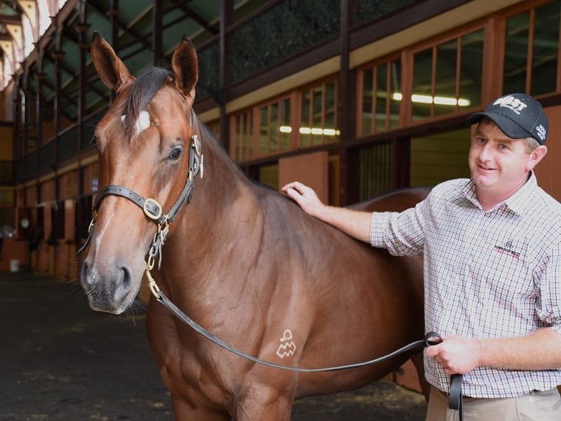 The $2.5 million Easter sale-topping colt