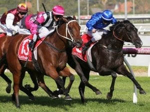 Bandipur gives Meech a Caulfield double