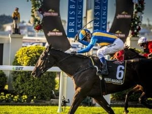 Music Magnate to run at the Gold Coast