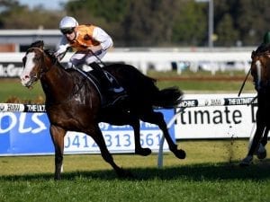 Menari to gallop at Warwick Farm