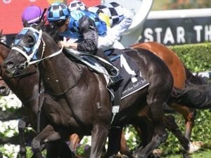 Ringerdingding steps up in Carbine Club