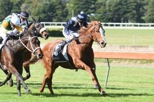 Smart Rayas Rotorua-bound