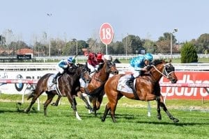 Snogging gets back on board at Caulfield