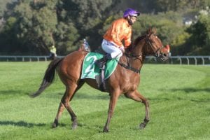 Maybe Mahal Stakes Runner-By-Runner Guide | Flemington Race 9