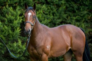 $1M Yearling Northern Beaches