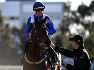 Winx third in eye-catching Rosehill trial