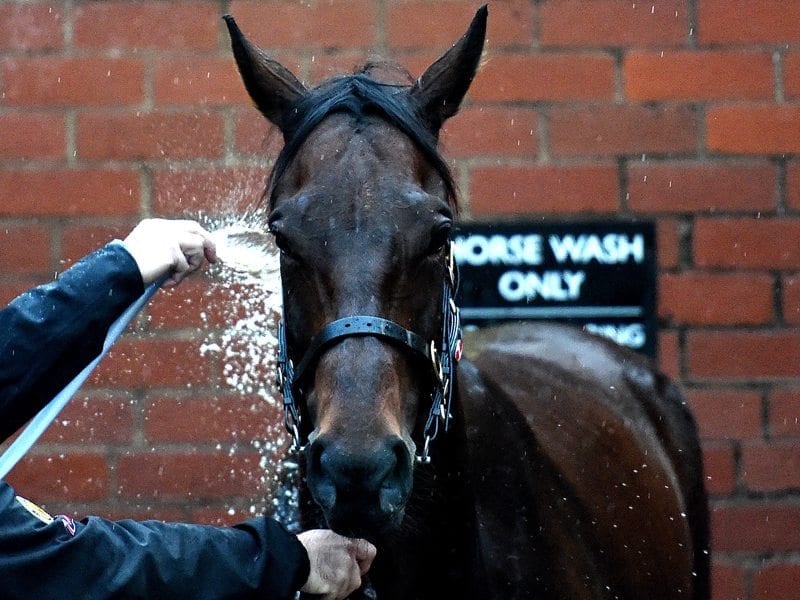 Winx fine tuning ahead of Cox Plate