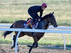 Fresh Johannes ready for Caulfield Cup